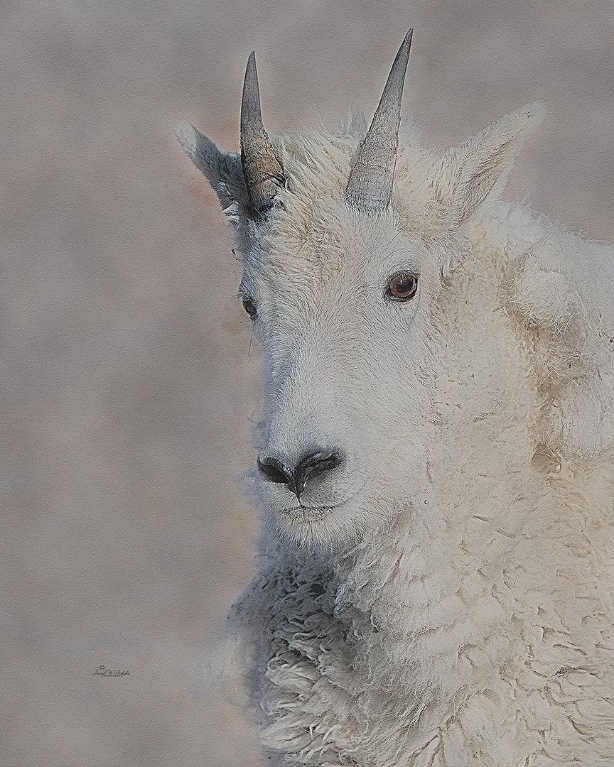 Click here to view Mountain Goat Portrait by David W Schafer