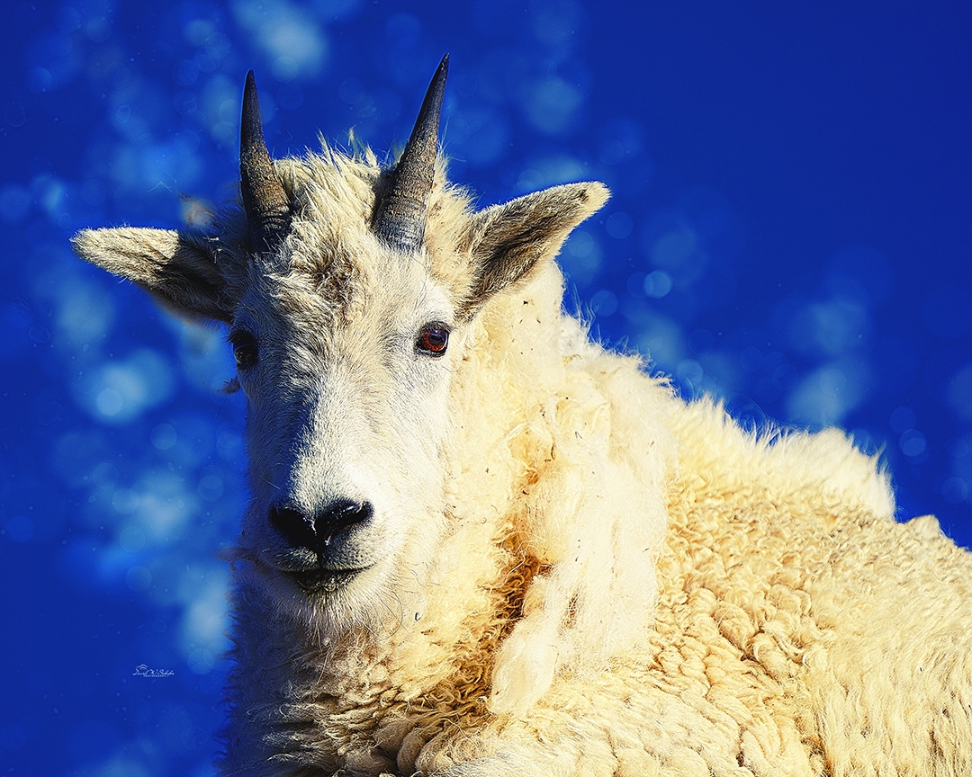 Mountain Goat in Blue Repose by David W Schafer