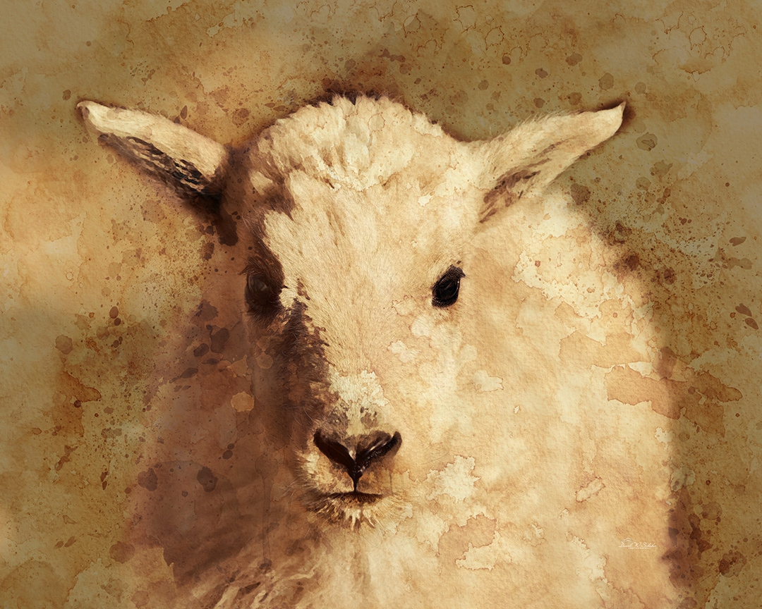 Click here to view Curious Capra in Coffee Color by David W Schafer