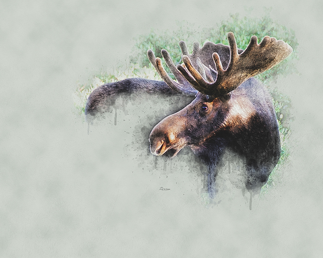 Majestic Moose by David W Schafer