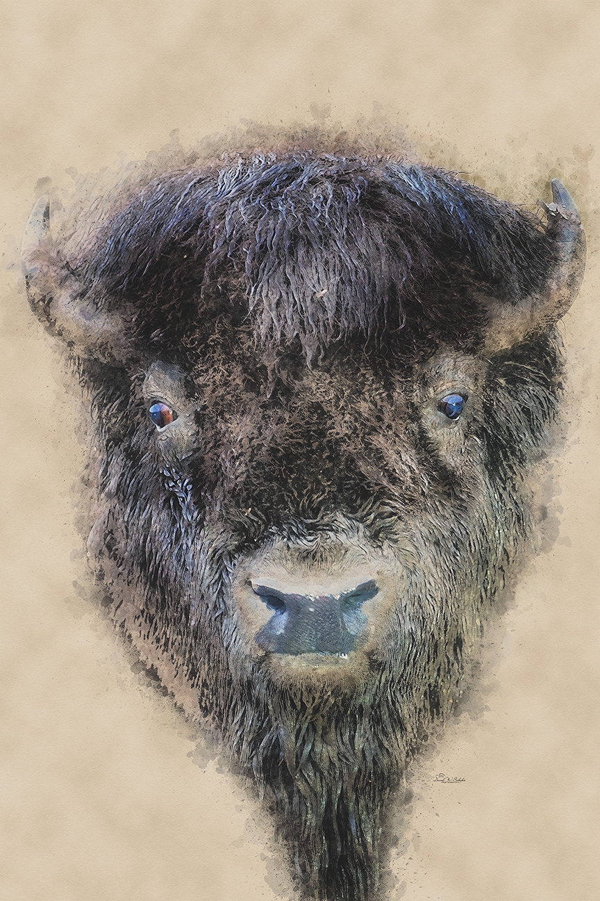 Bold Elegance: Bison Bull by David W Schafer