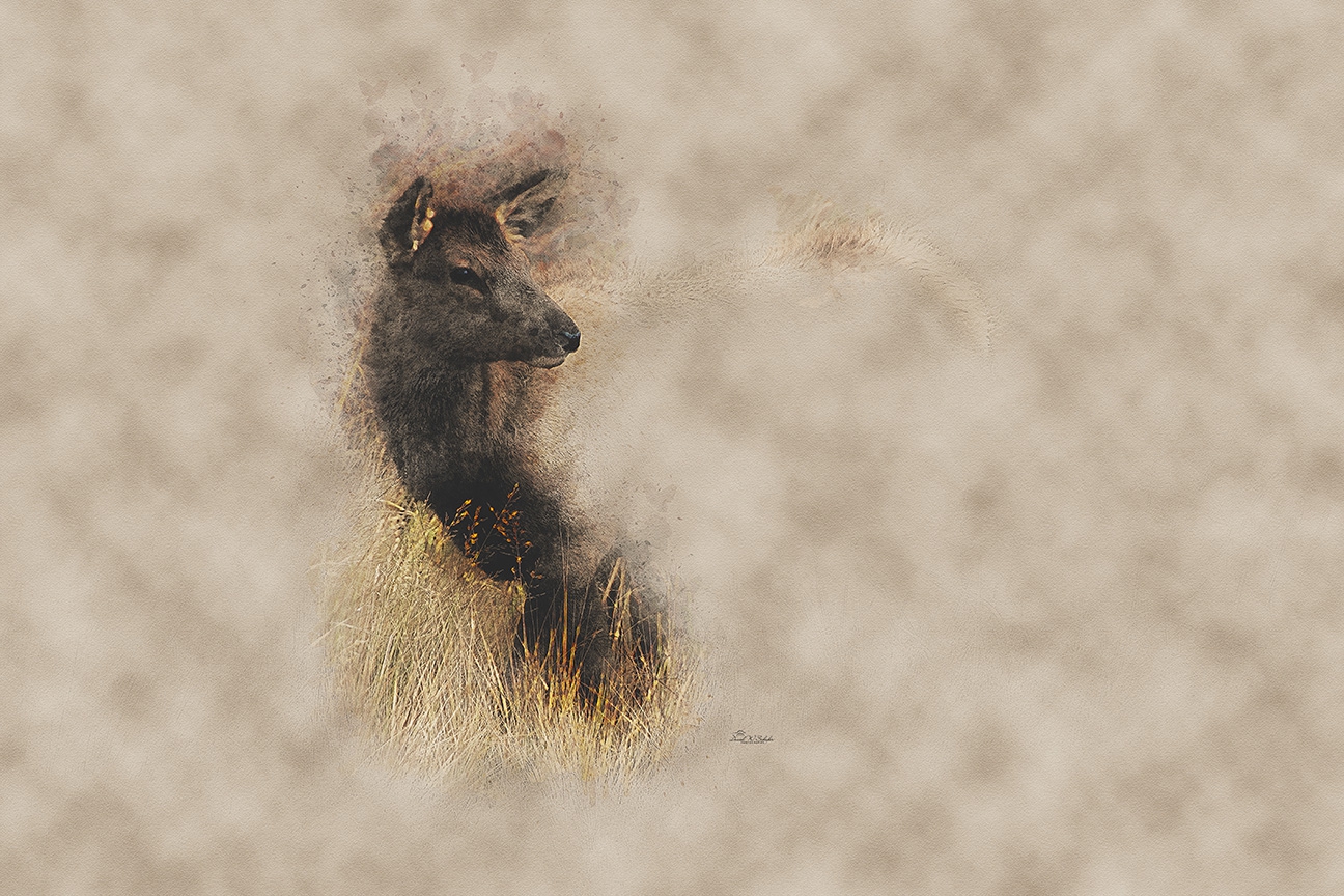 Wapiti Wonder in Grassy Hues by David W Schafer