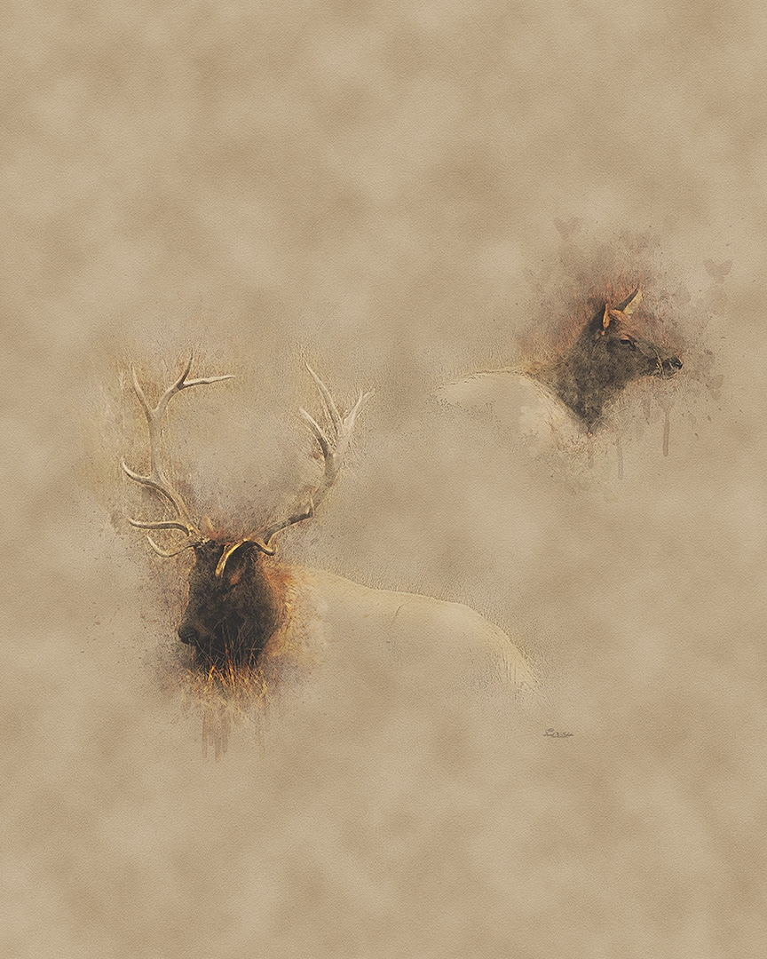 Wapiti Pair Repose by David W Schafer