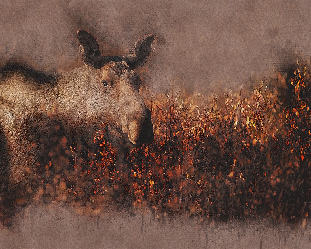 Click here to view Whimsical Woodland Wonder by David W Schafer