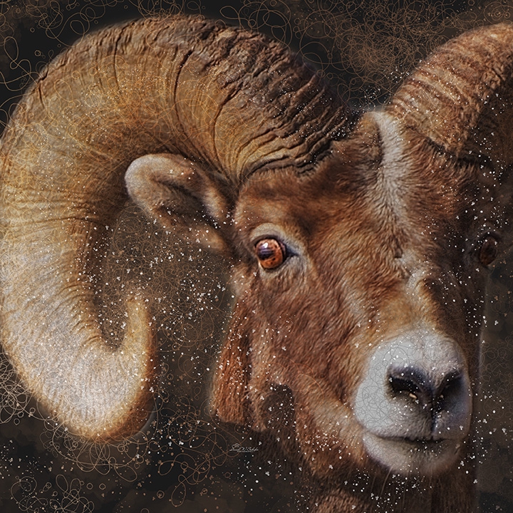 Radiant Ram by David W Schafer