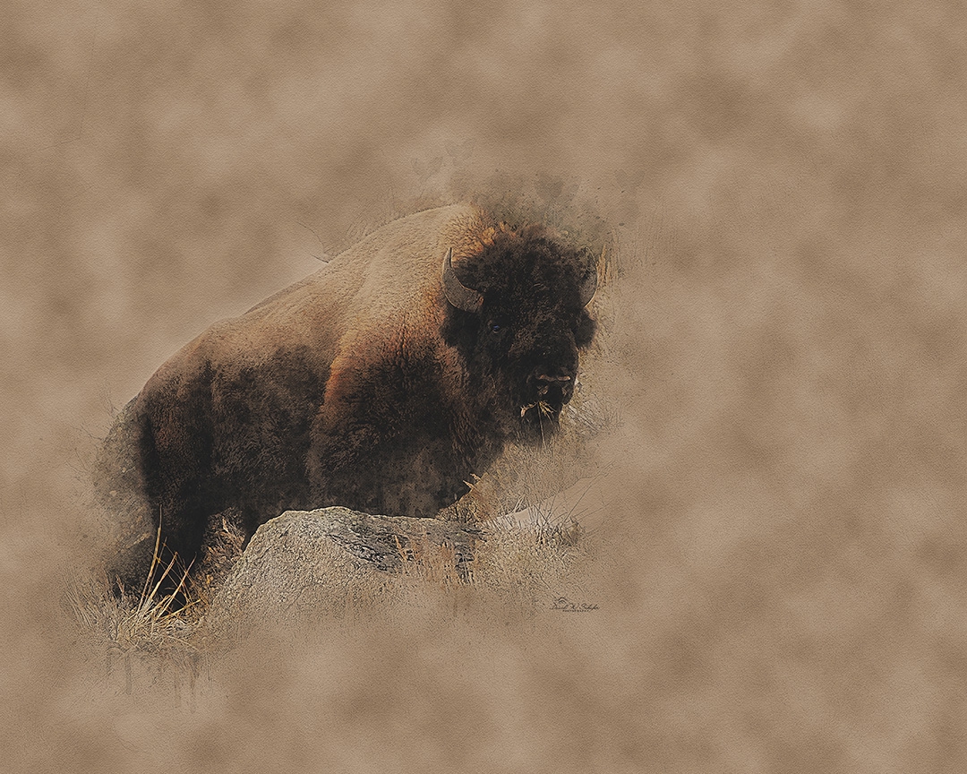 Bison's Misty Emergence by David W Schafer