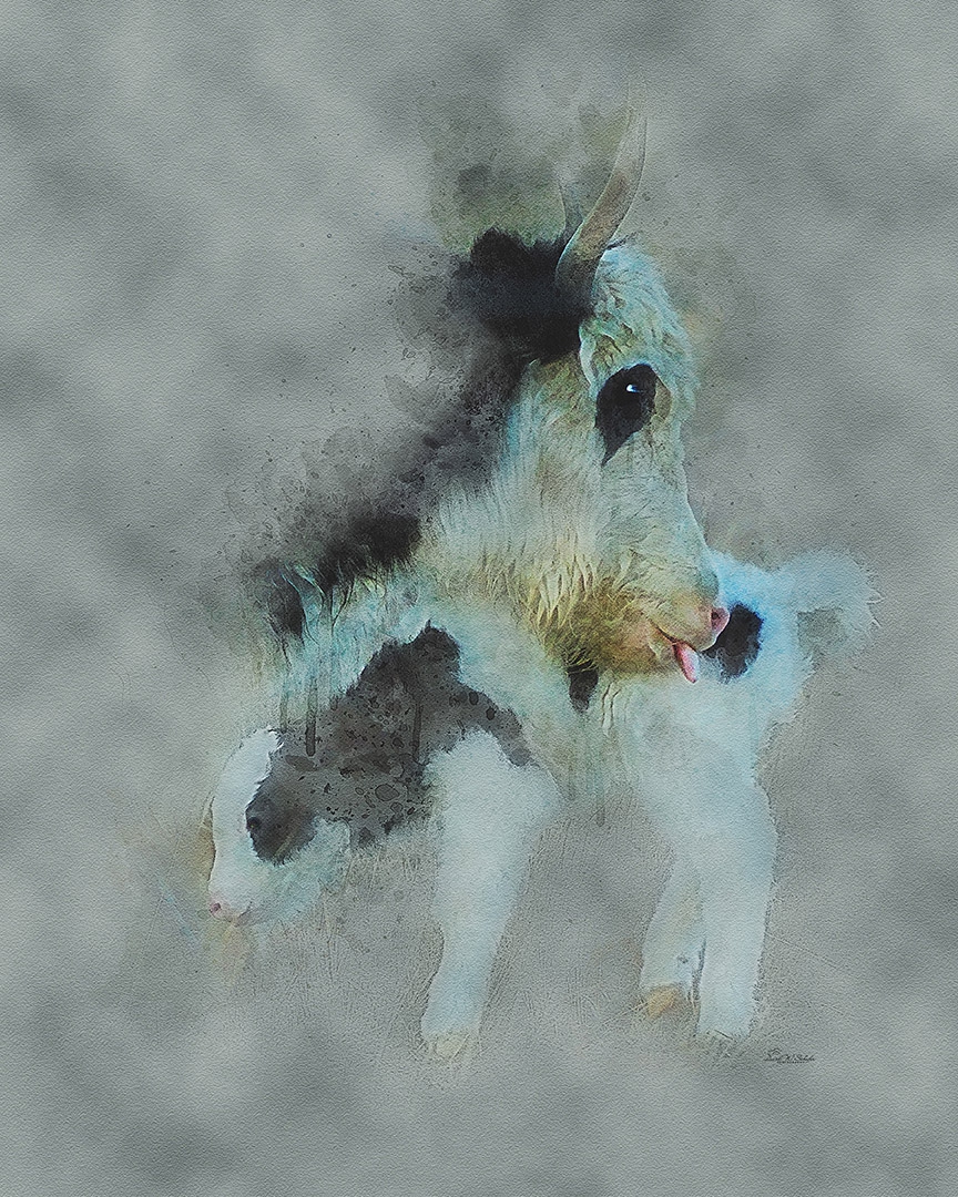Click here to view Loving Yak Licks by David W Schafer