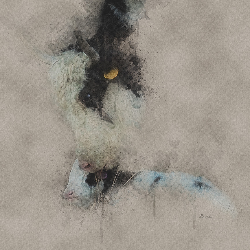 Mother Yak's Love by David W Schafer