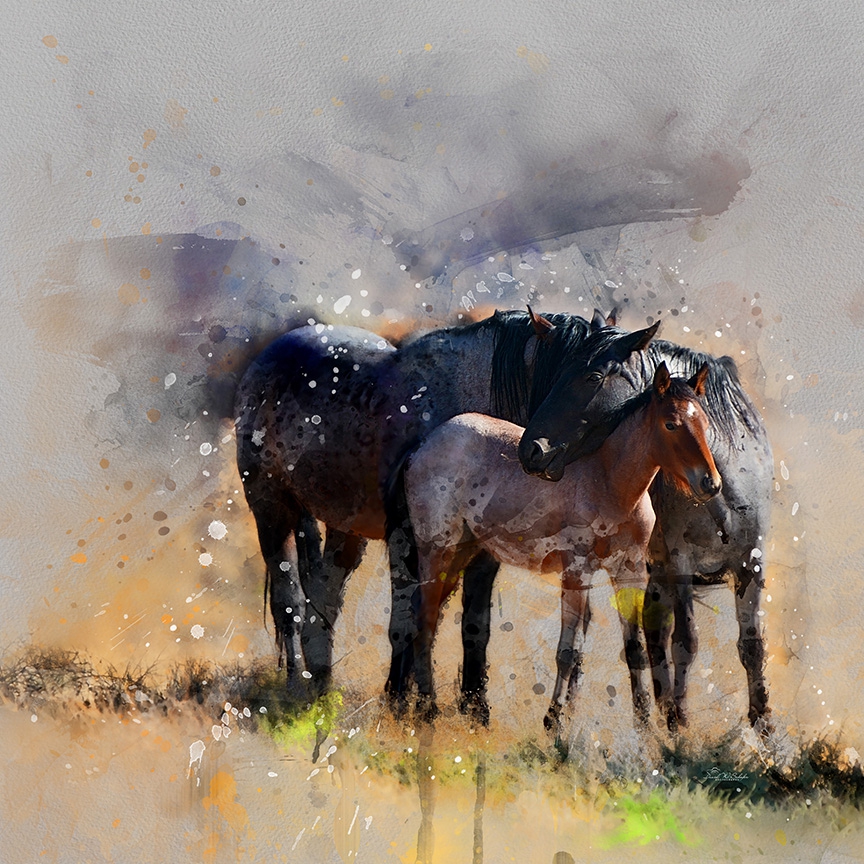 Equine Family Moment by David W Schafer
