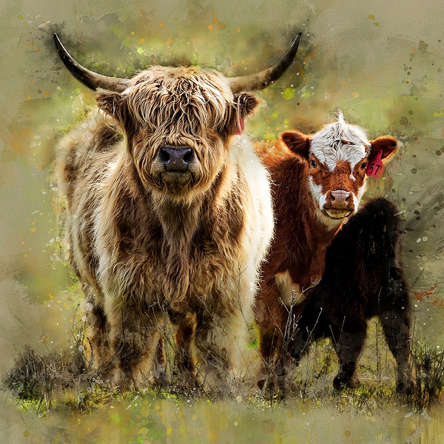 Mini Highland Family by David W Schafer