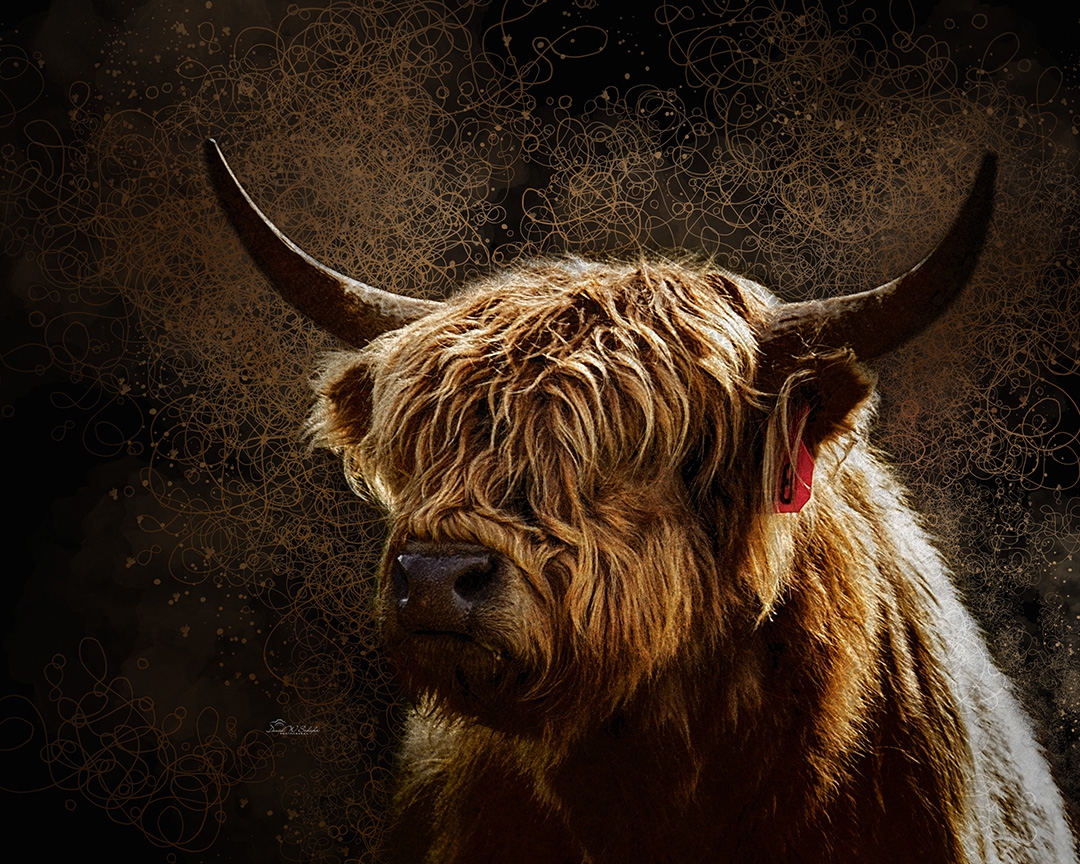 Click here to view Mini Highland Bull Portrait by David W Schafer