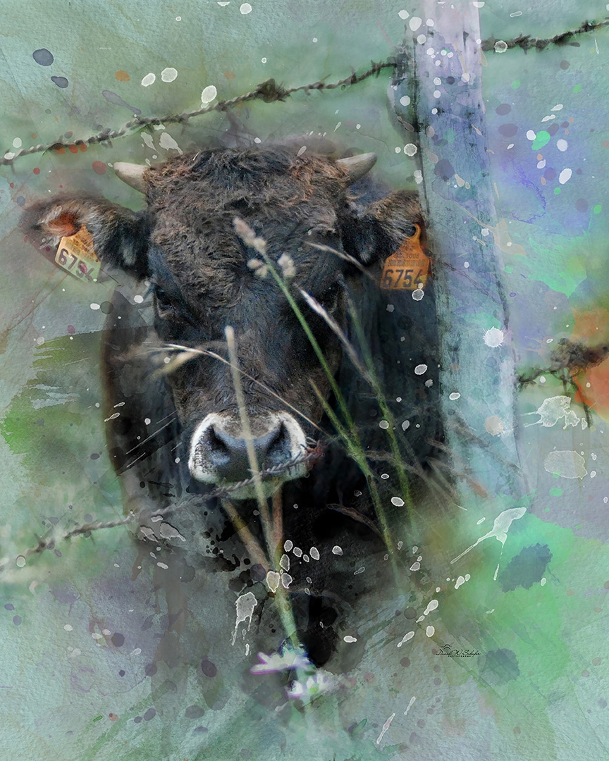 Click here to view Bovine Behind Barbed Wire by David W Schafer