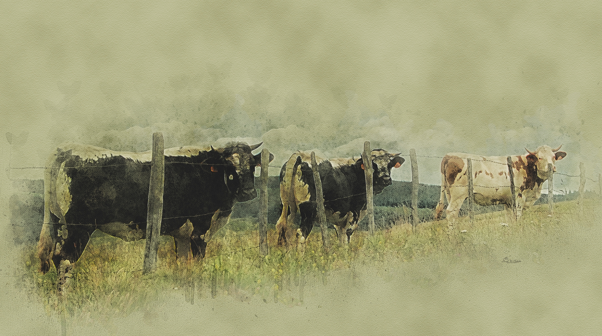 Click here to view Trois Génisses by David W Schafer