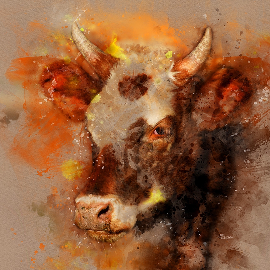 Click here to view Brockle-faced Bovine Beauty by David W Schafer