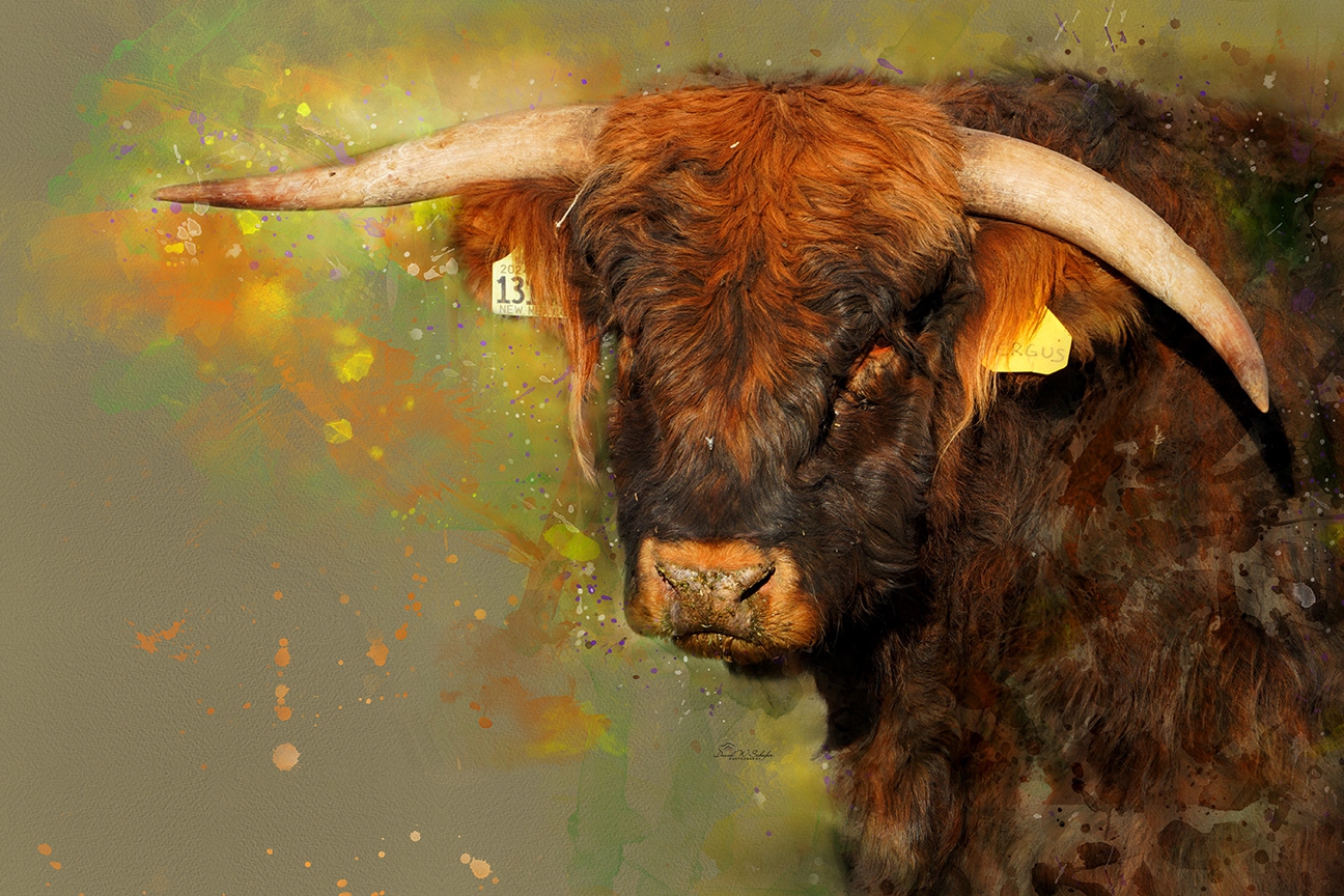 Curved Highland Majesty by David W Schafer