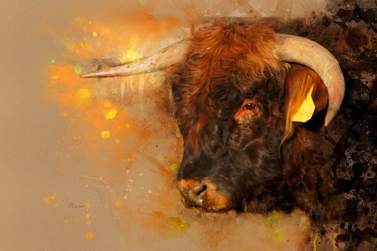Radiant Bull in Warm Splashes by David W Schafer