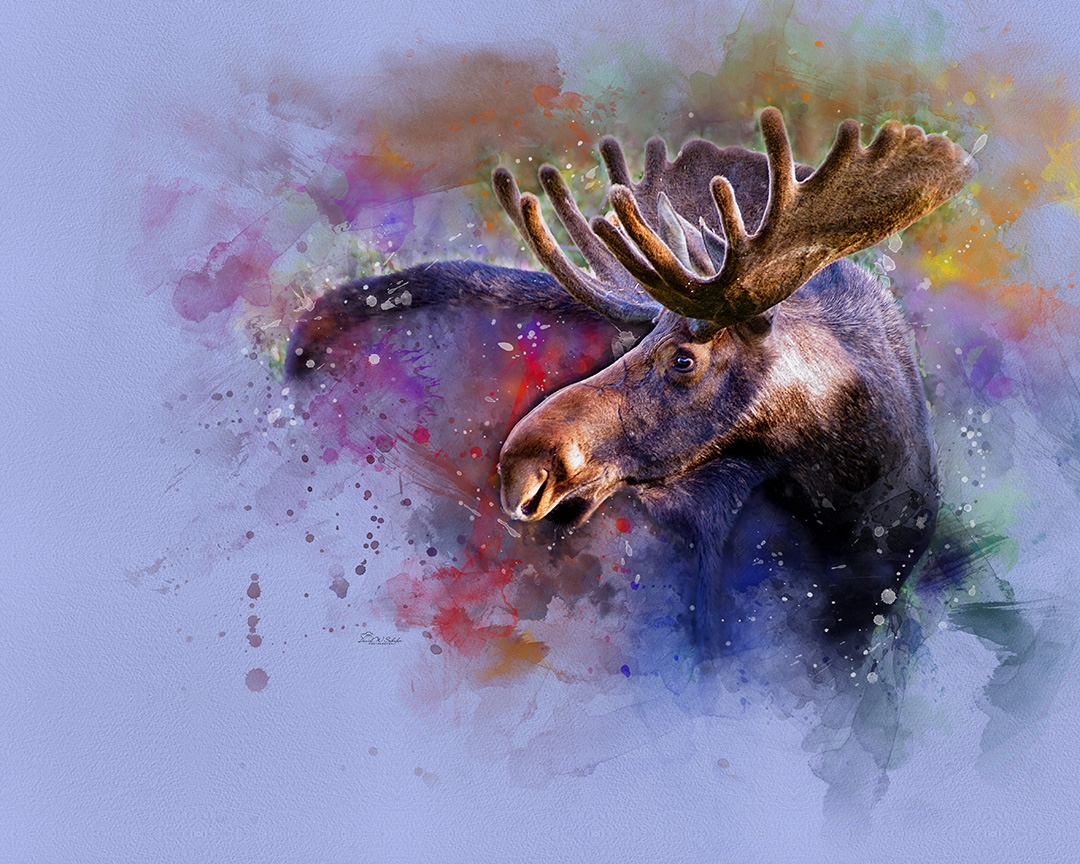 Click here to view Vivid Visions of Antlered Wonder by David W Schafer