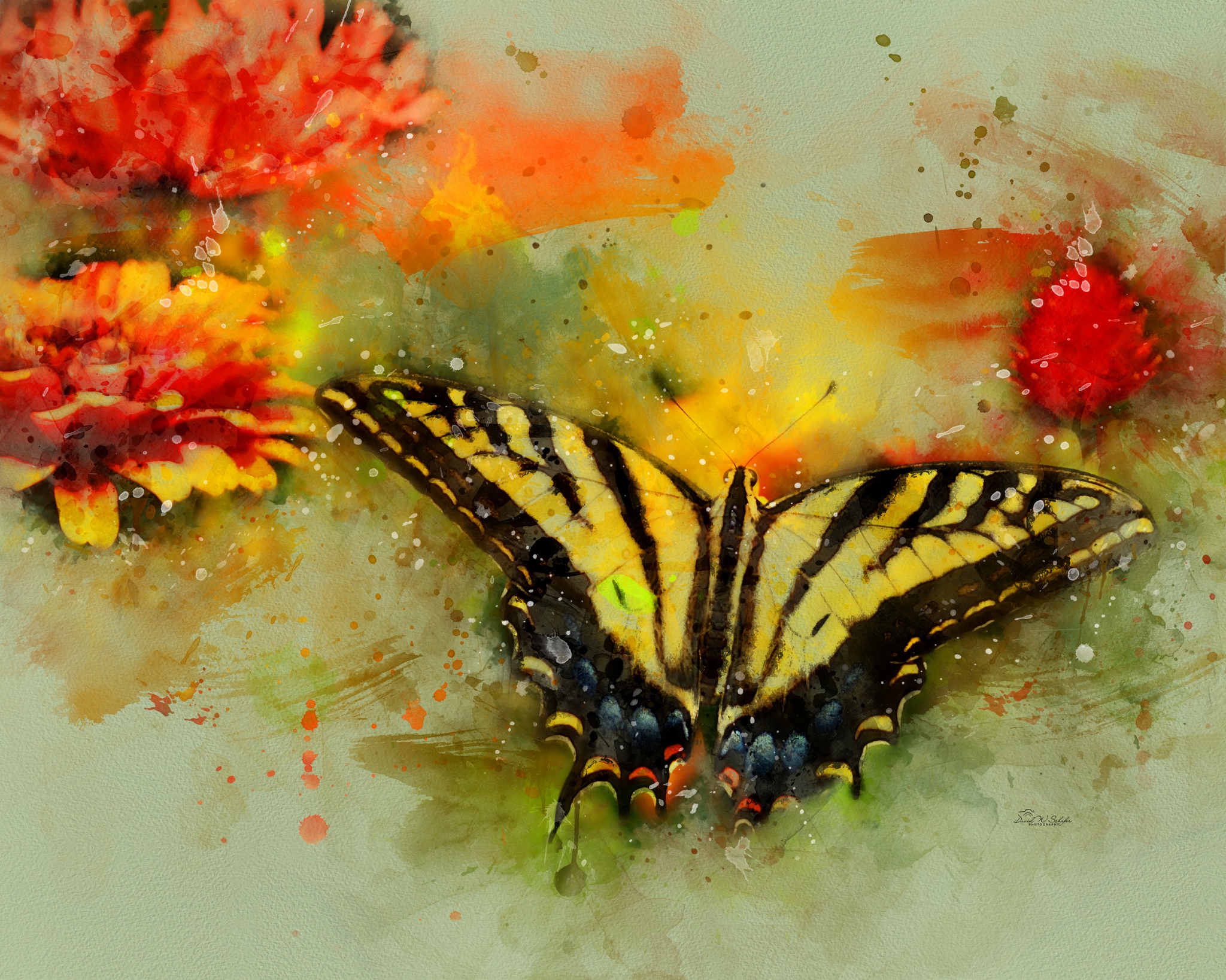 Dancing Flutterby by David W Schafer