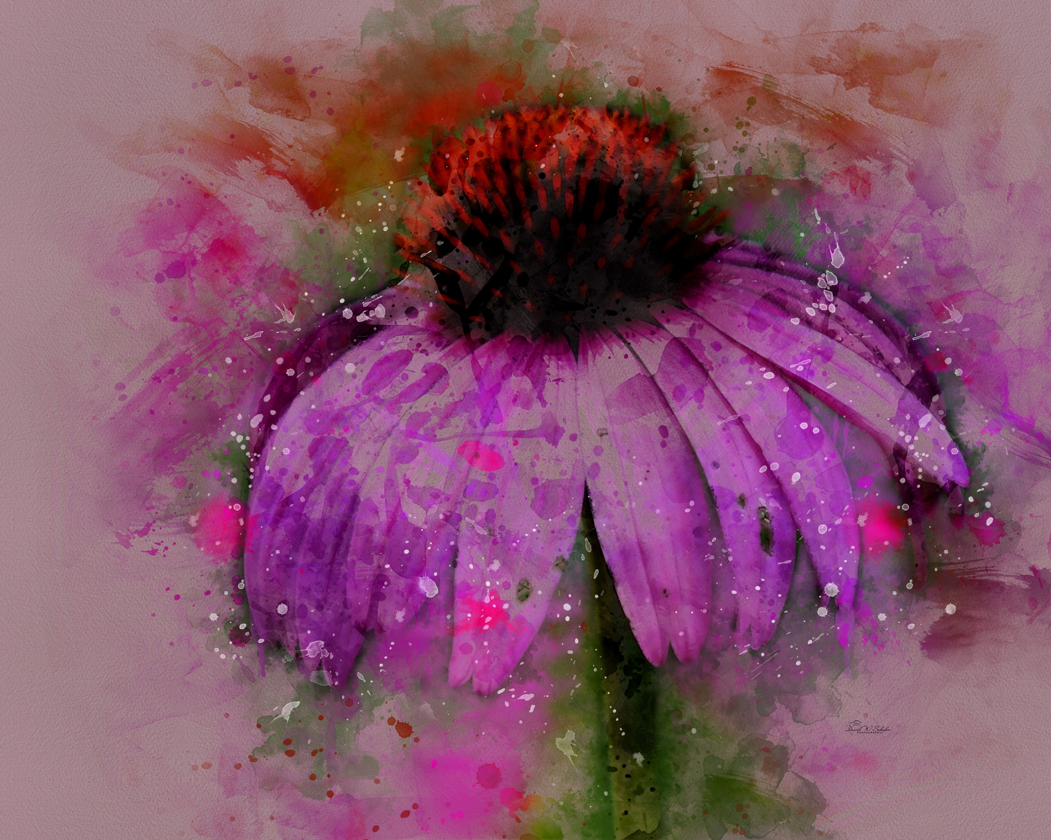 Purple Petal Pizzazz by David W Schafer