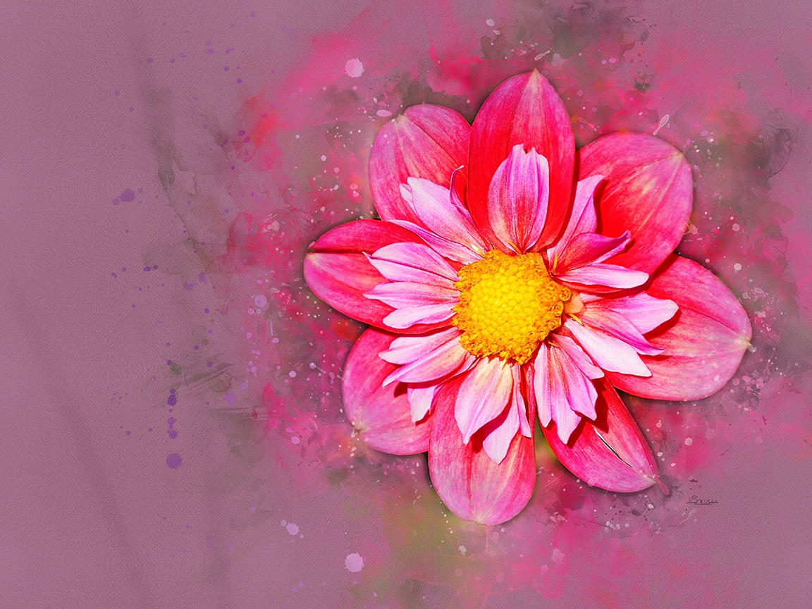 Radiant Dahlia by David W Schafer