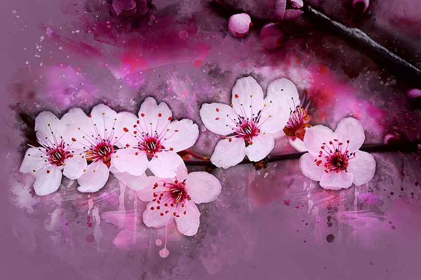 Click here to view Cherry Blossom Radiance by David W Schafer