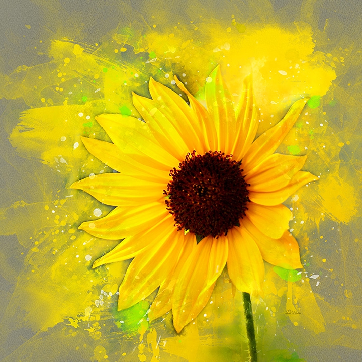Click here to view Sunfire Bloom by David W Schafer