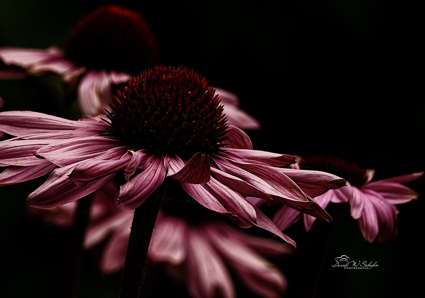Crimson Coneflower Caress by David W Schafer
