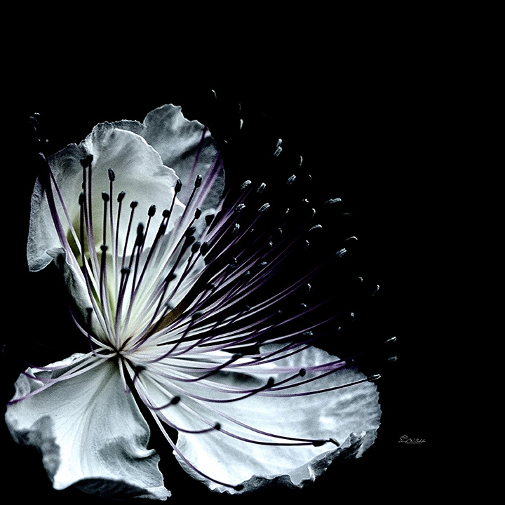 Luminous White Blossom by David W Schafer